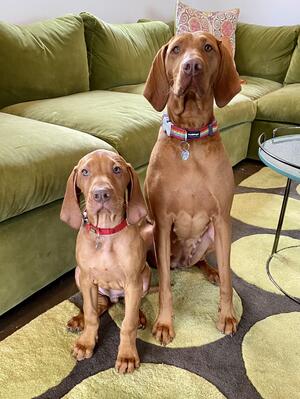 Tess and Max (one of her puppies)