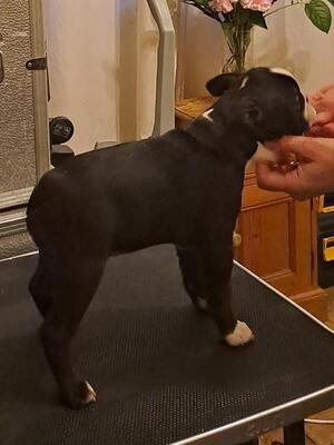PUPPY GIRL 2