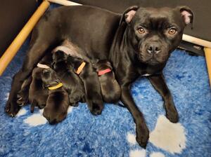 Mum and pups