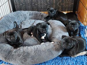 Girls at 5.5 weeks