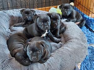 Pups at 5.5 weeks