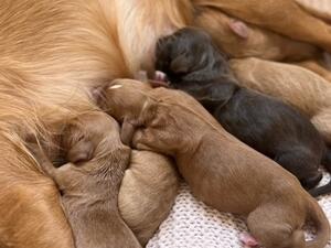 Litter