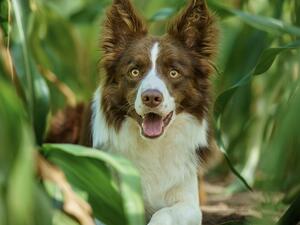 Fin. Extremely friendly enjoys trial training
