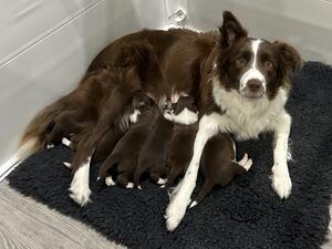 Mum with puppies