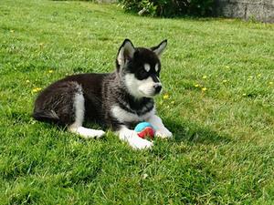 Female Puppy available