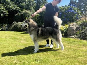 Sire: Kishdigra De Divil Never Sleeps IrJrCh