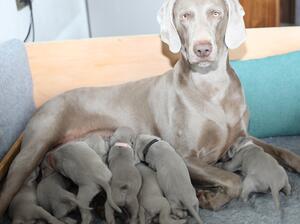 Margot with puppies