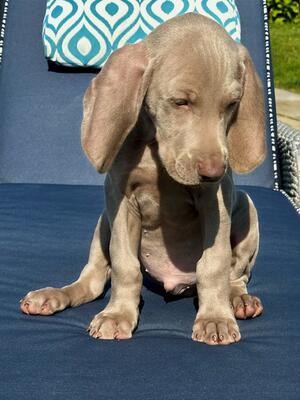Pedro aged 9 weeks