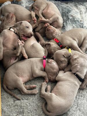 Puppy bundle at 5 weeks