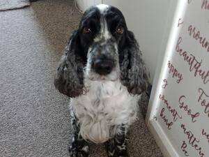 Tabitha Lily Janes Darling