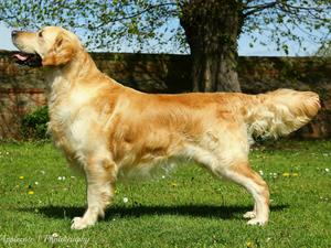 Bernie - Applecote Here Comes The Sun