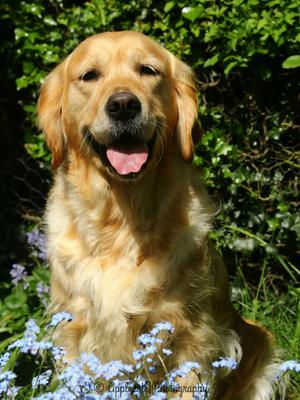 Amy ~ Amirene Ups A Daisy Of Applecote