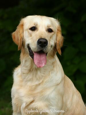 Applecote Mermaids Kiss