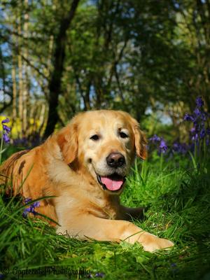 Applecote Here Comes The Sun