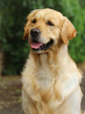 Albert ~ Sh Ch Applecote Hearts Desire