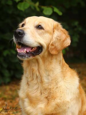 Applecote Angel Eyes