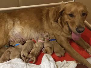 Mum with 7 of the pups