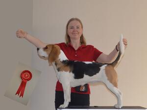 April 2022 - 1st Beagle Junior