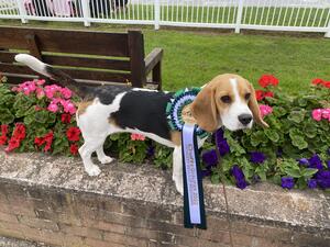 September 2021 - National Dog Show CH Show