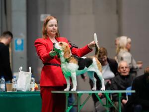 Princess Bella of Redcharm - Crufts 2023
