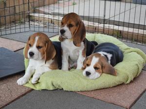 Bella's puppies at 8 weeks old