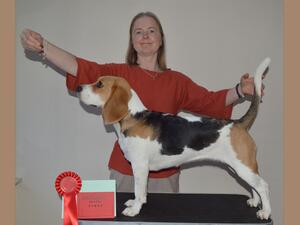 March 2022 - 1st Beagle Puppy