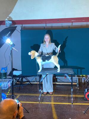 November 2021 - The Beagle Association CH Show