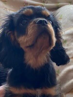 black tan girl available