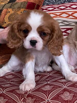 Puppy available, please call only