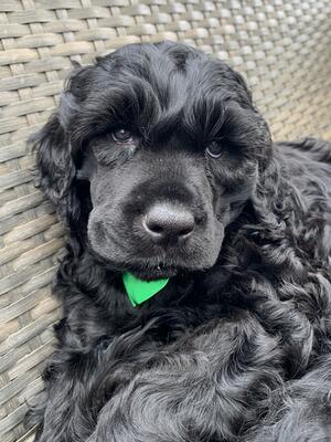 Puppy 2