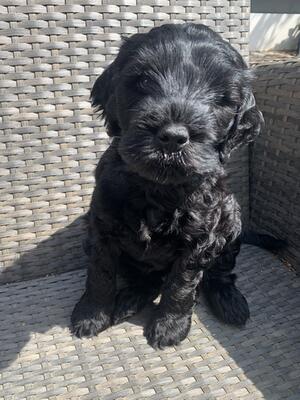 Puppy1