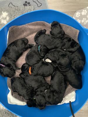Litter born 27 April 2004