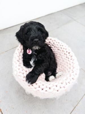 Puppy 2