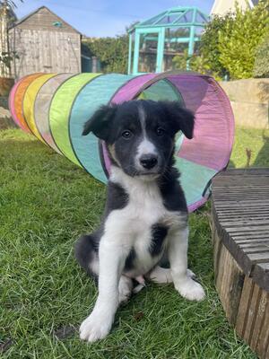 Handsome Black Tri Boy