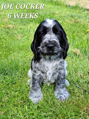 Boy available