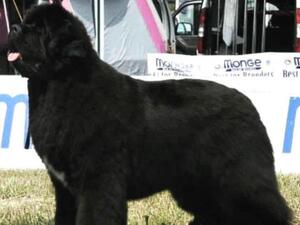 Int.Ch Snow Under Black Moon & Midnight Ladys