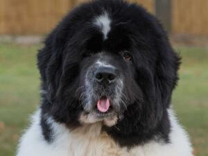 Carlos Head Shot