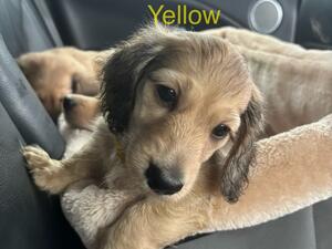 Yellow collar