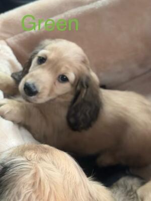 Green collar