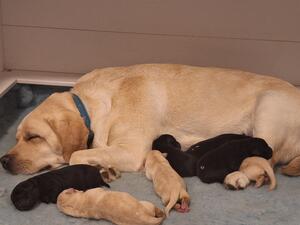 Mum with pups a few hours old