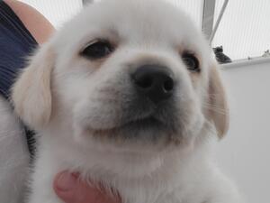 Available boy puppy