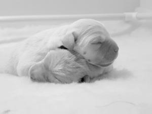 Two of Lilies gorgeous pups