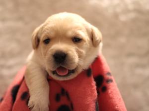 Available Puppy