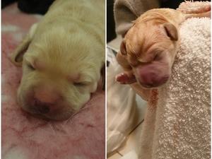 Yellow boy at birth and at 3 days