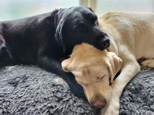 Poppy and Daisy