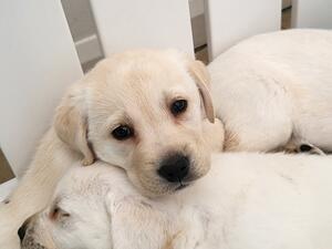 Available puppy