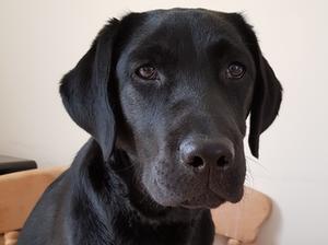 Poppy at 6 months