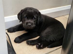 Available boy