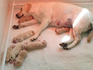 Lily with her pups