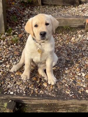 Pup from previous litter